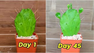 How To Propagate Brazilian Prickly Pear Pads Best amp Easy [upl. by Cecilius]