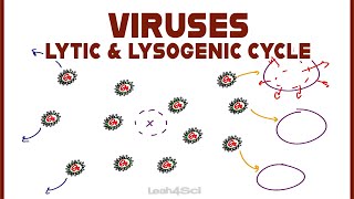 Lytic and Lysogenic Cycles of Virus Replication [upl. by Ellehcor773]