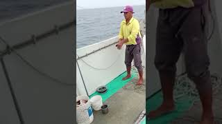 handline fishing using prawn bait fishing ofwlife [upl. by Webster]