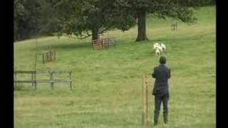 English National Sheepdog Trials 2007  Thomas Longton [upl. by Lou]