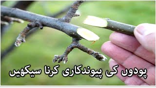 Grafting Techniques in Fruits and Vegetable Plants  پیوندکاری کا طریقہ کار [upl. by Beth]