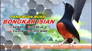 pancingan Burung 50 MURAI BATU GACOR full isian CILILIN kenari GEREJA TARUNG love bird [upl. by Janey742]