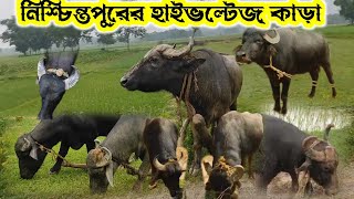 ১৩ই অগ্রাহনে নিশ্চিন্তপুরের আসরে এই কাড়াগুলিতে প্রাইজ থাকবে [upl. by Jelena330]