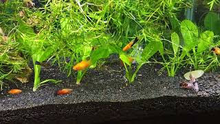 Bottom New Platy Tank [upl. by Gomez]