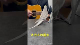 ミッキーマウスマーチを歌いながらドヤ顔をキメる風太くん♪見切れてたので再投稿♪ [upl. by Notsek]