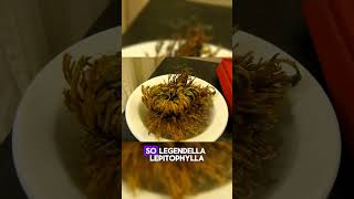 quotThe Resurrection Plant Selaginella lepidophylla shorts short facts plants wildlife [upl. by Best]