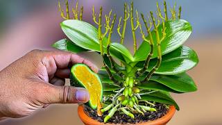 Just Pour This Mixture Orchids produce 1001 new roots and flowers instantly [upl. by Nail]