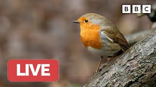 🔴 LIVE wildlife cameras 🐭 18 January ❄️ BBC Winterwatch 2023 [upl. by Ahsetra]