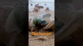 Whelks vs Portuguese Man o War Coastal horror show [upl. by Ellison830]