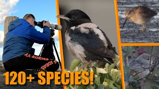 The BIGGEST BIRDING WEEKEND of the year in Dutch Birding 2024 [upl. by Leiruh]