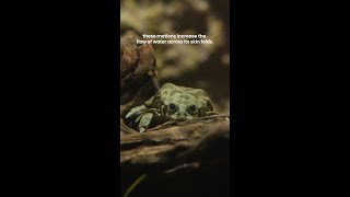 Happy Leap Day from our Titicaca water frog aka scrotum frog 🐸 [upl. by Ainslee]