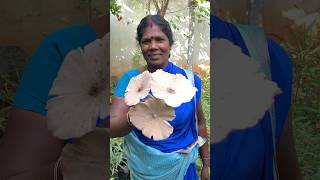 இன்ப அதிர்ச்சி🍀Thanks to Mother Nature🙏💚Home garden mushroomnatutehealthylifestyleshorts [upl. by Mackintosh190]