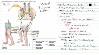 Crossed Extensor Reflex [upl. by Juna]