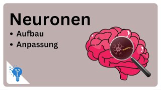 Die faszinierende Welt der Neuronen  Anatomie2Go [upl. by Averir423]