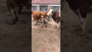 Record the daily life of cattle breeders Camel 129 [upl. by Oigolue]