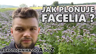 JAK NAPRAWDĘ PLONUJE FACELIA  AGROTECHNIKA od A do Z [upl. by Nyletak561]