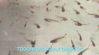 Trochilocharax ornatus [upl. by Bor]