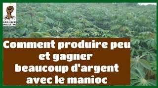 Comment gagner beaucoup dargent avec la culture du manioc sur des petites superficies [upl. by Galliett619]