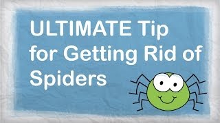 How to Get Rid of Spiders Naturally  BEST Repellent for Getting Rid of Spiders in your House [upl. by Sucramal]