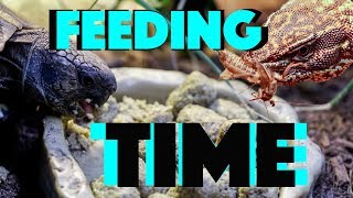 Reptile Room Feeding TIME [upl. by Aneele]