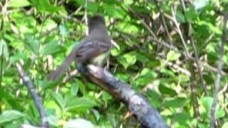 Great Crested Flycatcher Calls [upl. by Amiel]