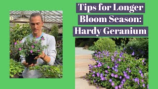 Hardy Geranium How to Get More Flowers amp ReBlooming [upl. by Wally695]