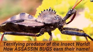 Youve met the plant eating Stink bug Now meet its ferocious cousin the Wheel Bug Assassin Bug [upl. by Dempsey]