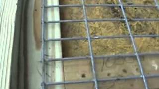 Tom Garner Kennels Pit Bull Pen Building Video [upl. by Baer450]