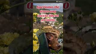 Prenotazioni a Cineto Romano memes viralvideo viralshorts video [upl. by Nayr]