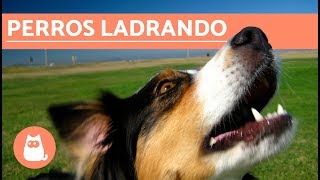 Los mejores LADRIDOS DE PERROS 🐶 Perros LADRANDO ¡MUY DIVERTIDO [upl. by Odelle]