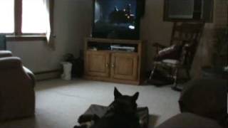 Old Retired Police German Shepherd Dog watching K9 movie [upl. by Aneeh88]