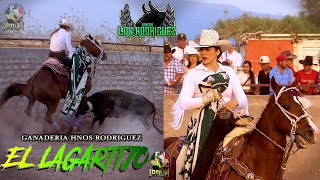 Se Salvo DANIELA RODRIGUEZ La Reina del Bajío Del Lagartijo de los Rodriguez En Godino Michoacán [upl. by Martel]