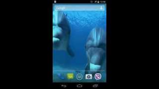 Dolphins  Live Wallpaper [upl. by Derrej]