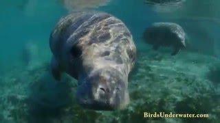 Swim With Manatees in Crystal River Florida [upl. by Anwadal]