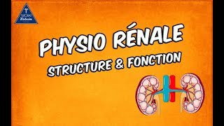 Physiologie rénale  Structure et fonctions [upl. by Etnahsal]