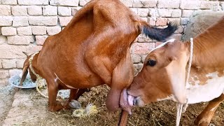 milk feeding baby calf latest video 🤩 [upl. by Amabel]