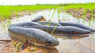 amazing fishing catch a lot of fish little water at rice field by best hand a smart fisherman [upl. by Yacano]