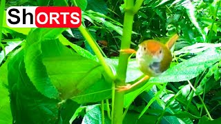 Tailorbird Nesting First Day – Bird Sewing Nest With Tree Leaves Bird Watching [upl. by Myrtice]