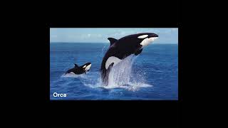 Dive into Orca Killer Whale Sounds [upl. by Graner642]