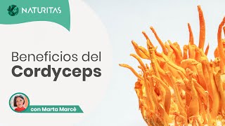 🌱 Cordyceps qué es para qué sirve y beneficios [upl. by Rayna452]