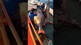 Giant Sea monster caught by fisherman 09 shorts fishing ocean hugefish fishphotography sea [upl. by Llezo759]