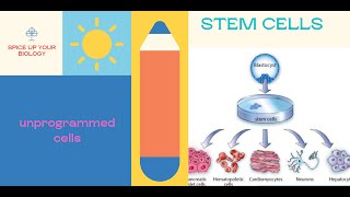 Stem Cell how does it stay undifferentiated [upl. by Melena99]