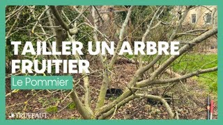 Comment tailler un arbre fruitier  le pommier  Truffaut [upl. by Cade]