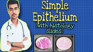 1 Simple Epithelium  with histology slides  Squamous  Cuboidal  Columnar  by Aniket tyagi [upl. by Jaddan]