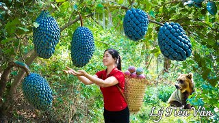 How to harvest Blue Annona Reticulata amp Selling  Harvesting and Cooking  Ly Tieu Van Daily Life [upl. by Dobson]