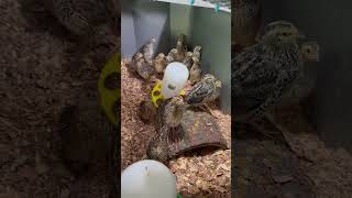 Coturnix quail bird farming pets funny poultryfarming egg birds farmer mom pov my quail [upl. by Calvinna]