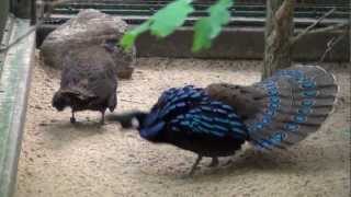 Displaying Palawan Peacock Pheasant [upl. by Dianuj644]