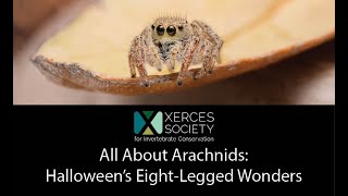 All About Arachnids Halloween’s Eight Legged Wonders [upl. by Donoho]