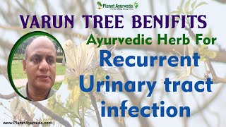 Ayurvedic herb for Recurrent Urinary tract infection  Varun Tree [upl. by Seessel172]