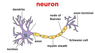 Types of Tissue Part 4 Nervous Tissue [upl. by Ddej]